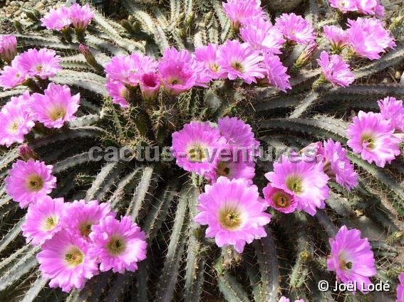 Echinocereus pentalophus JLcoll.1236